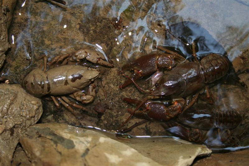 Austropotamobius pallipes